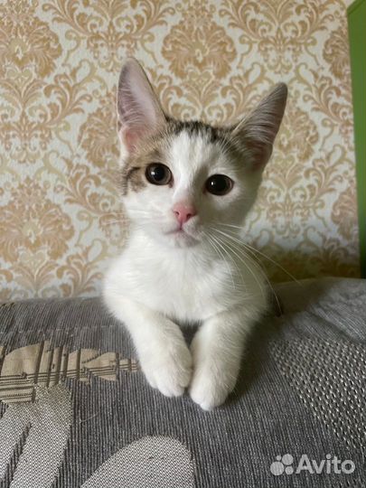 Котенок мальчик