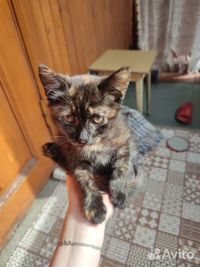Отдам в добрые руки котенка девочку
