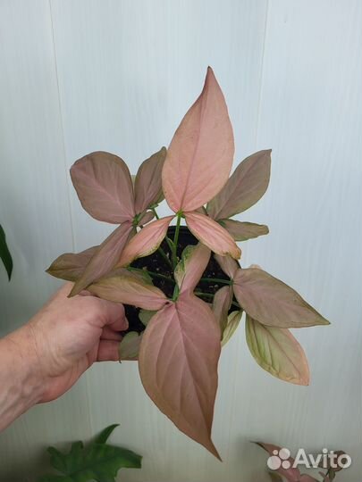 Сингониум, сциндапсус, фикус барок