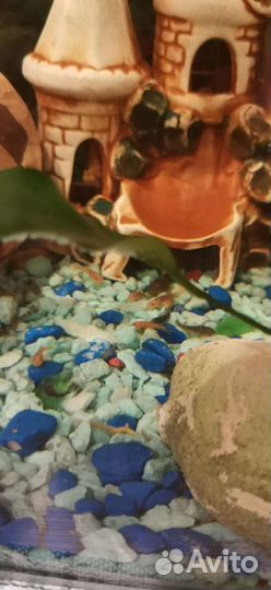 Вуалевые мальки анциструсы