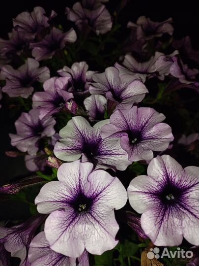 Авито-доставка для Алёны