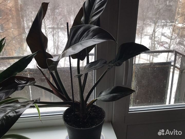 Фикусы, филодендроны,глоксиния,блехнум и другие