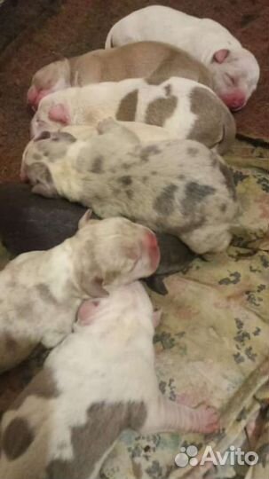 Американский булли покет щенки