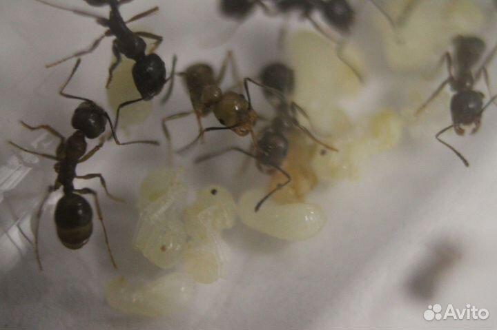 Messor muticus(муравей-жнец ), camponotus