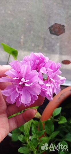 Пеларгонии, герани разных сортов (есть вьющиеся )