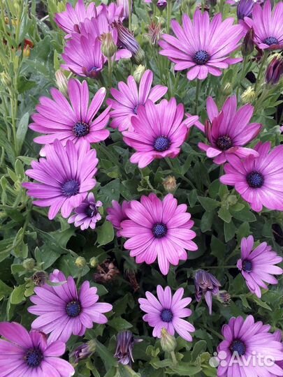 Семена Кампсиса, Остеоспермума(смесь)