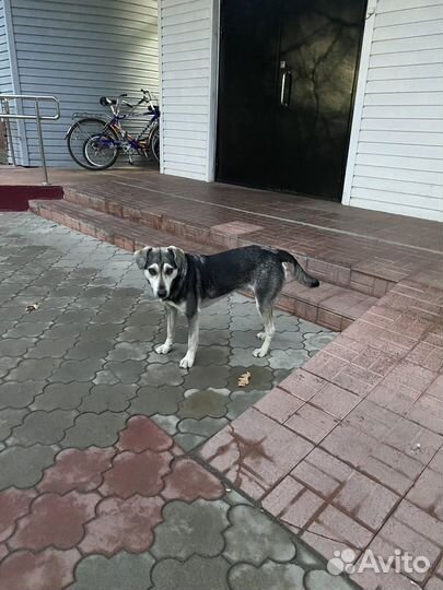 Молодой кастрированный кобелек в добрые руки