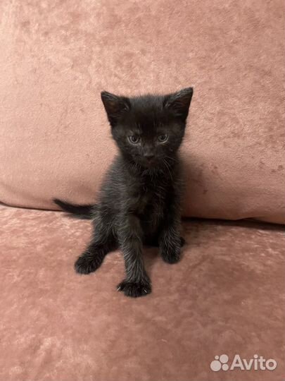Черный котенок мальчик
