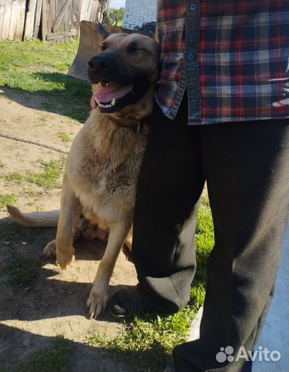 На бронь щенята бельгийской овчарки