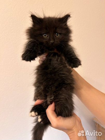 Черный котенок девочка