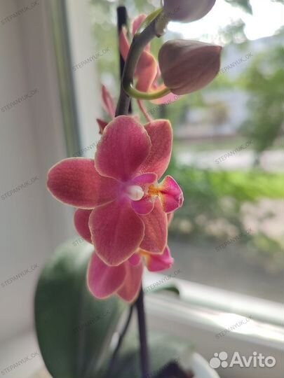 Орхидея Diffusion парфюмерная