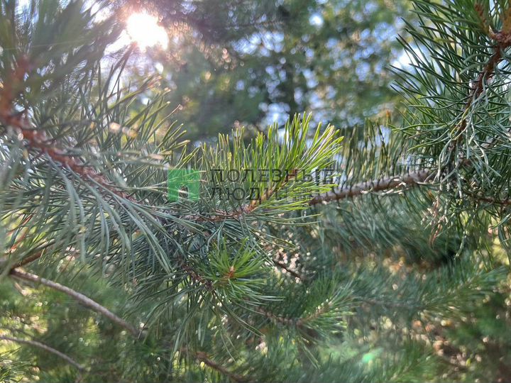 Участок 16 сот. (ИЖС)