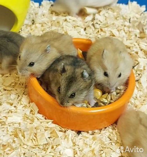 Джунгарский хомяк