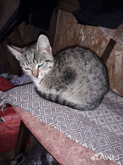 Котёнок девочка 4 месяц