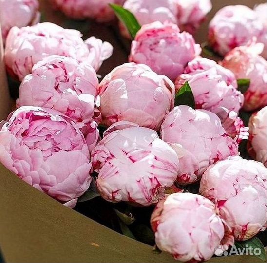 Пионы Букет пионов