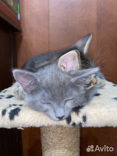 Котята в добрую семью