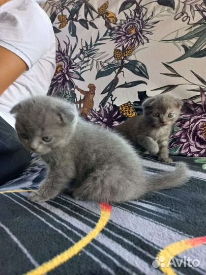 Шотландские котята