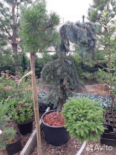 Сосна горная на Штамбе - в ассортименте