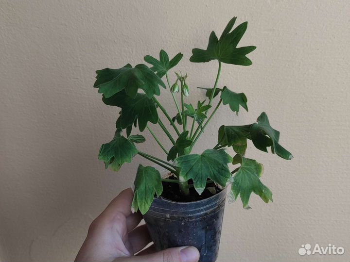 Пеларгония Rookley и Fallen angel, April snow