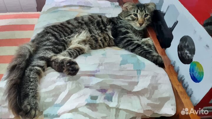 Вислоухий полосатый котик