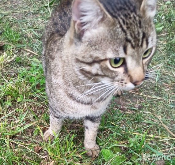 Добрый, ласковый котик ищет дом