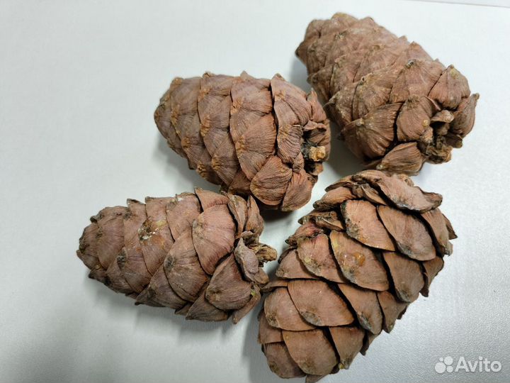 Кедровые шишки с орехами для поделок