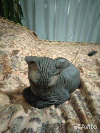 Вязка кошек
