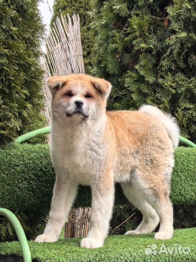 Акита девочка