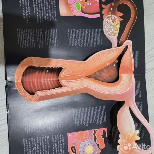 Редкая книга о зарождении человеческой жизни