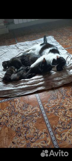 Котята бесплатно