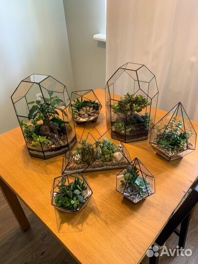 Флорариум суккуленты
