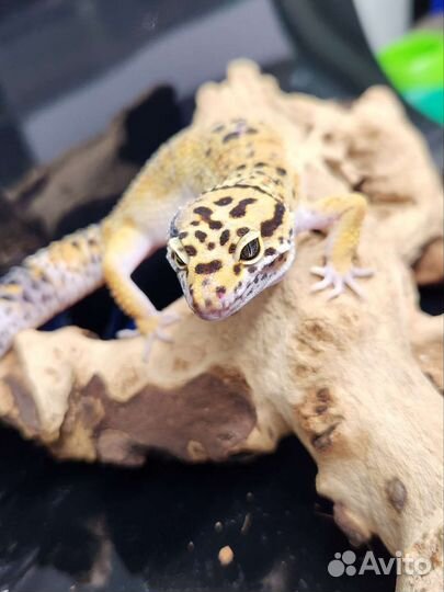 Геккон эублефар