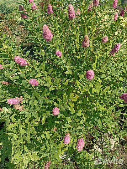 Хосты. Астильба