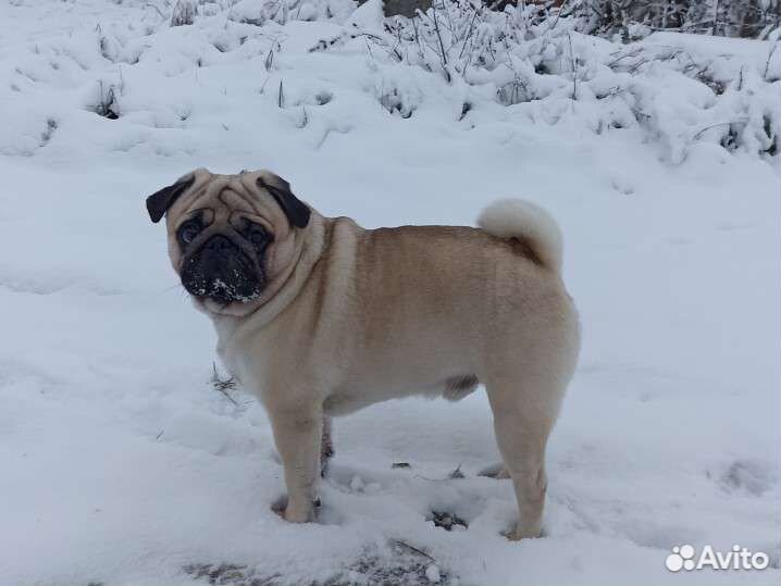 Мопс вязка мальчик
