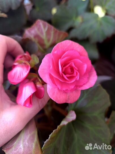 Бегония элатиор