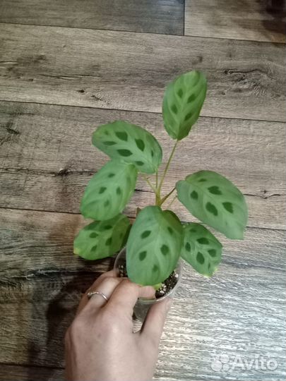 Маранты, строманты, калатеи