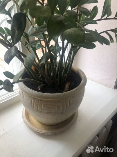 Живые цветы в горшках