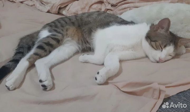 Красивый котик ищет старых или новых хозяев