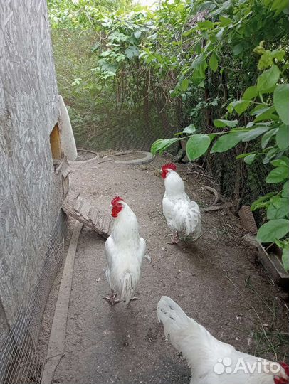 Петух Пушкинский 1.9 года