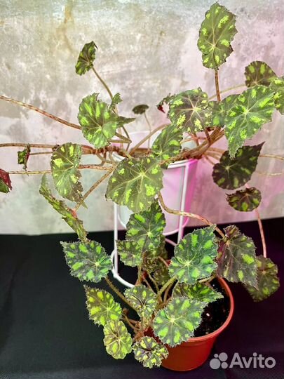 Бегония тигровая