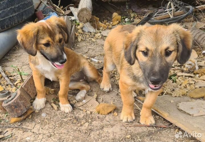 Метисы коротколапые