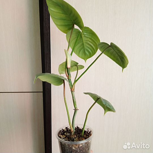 Филодендрон majestic, sodiroi