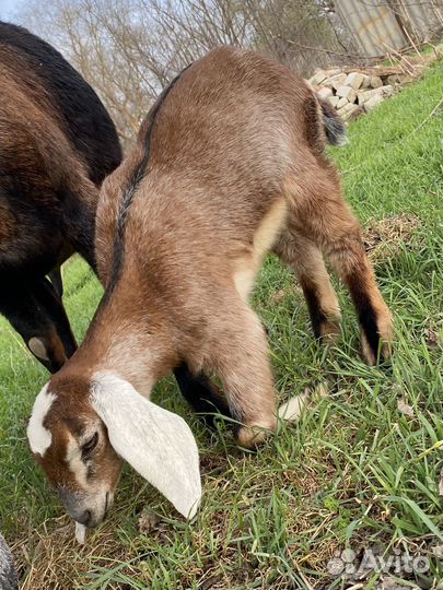 Англо нубийские козлята