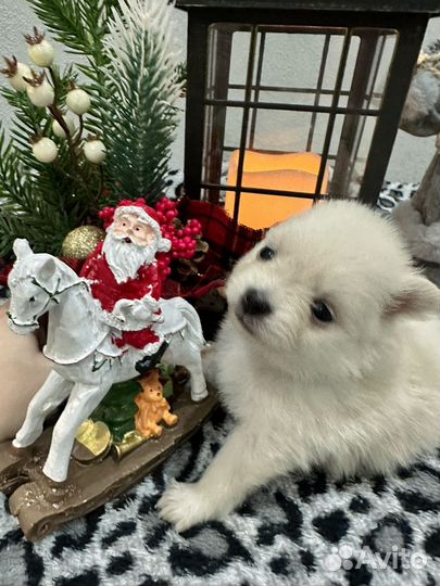 Померанский шпиц