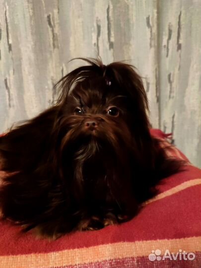 Йоркширский терьер горький шоколад
