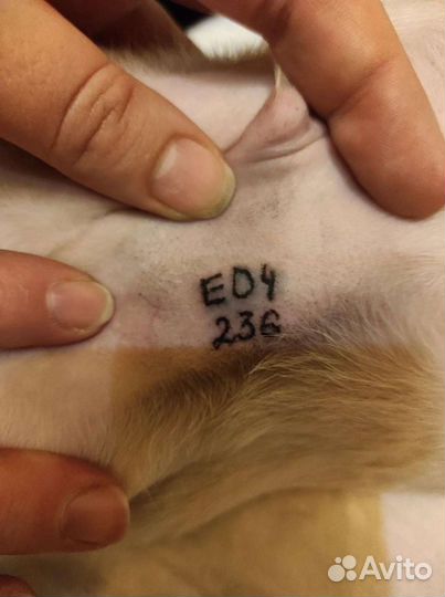 Оформление документов на собак, актировка, клеймен