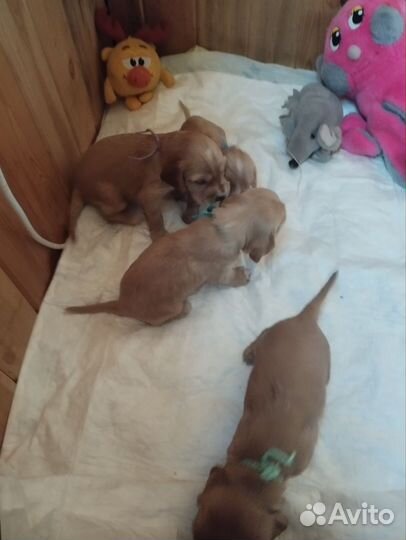 Щенки спаниеля