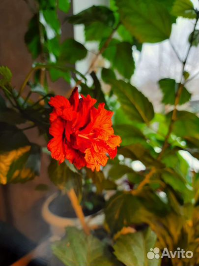 Гибискус китайская роза