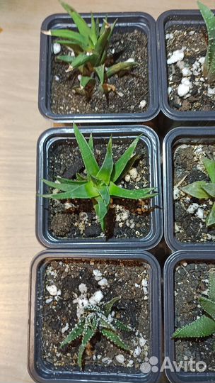 Алоэ остистое. Хавортии