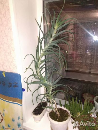 Комнатные растения
